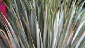 Yucca Rostrata Plant Care || Potting New Beaked Blue Yucca Plant