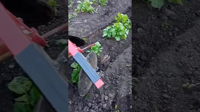 Агромаш МТ110. Окучивание картофеля дисковыми окучниками. смотреть онлайн