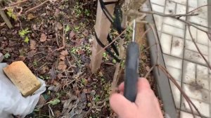 ГОРТЕНЗИЯ метельчатая на штамбе - обрезка