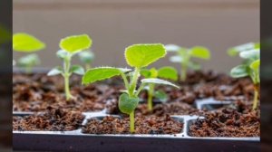 Кокосовый грунт для посадок!!!!Отличный посадочный материал!!!!