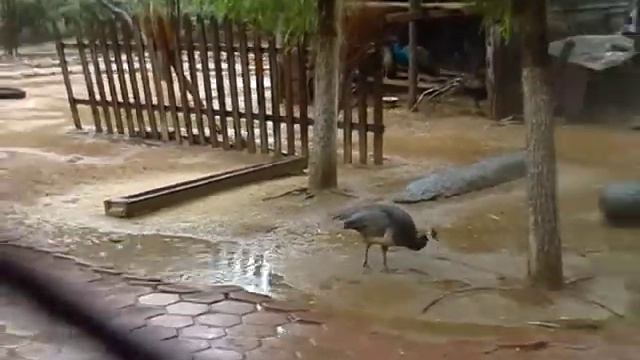 Ботанический сад. Botanical garden Beidaihe. смотреть онлайн