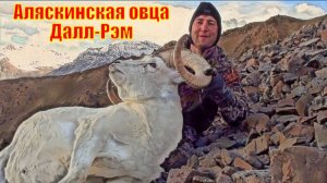 Аляскинская овца Далл-Рэм