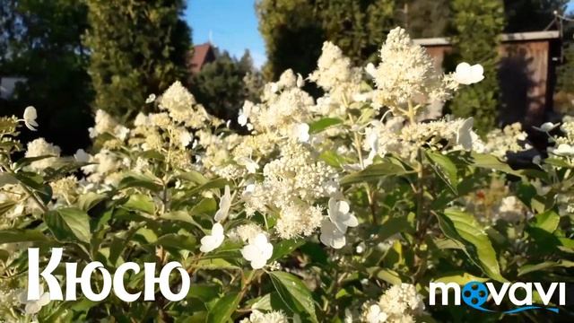 Время ГОРТЕНЗИЙ/Наша коллекция/ АВГУСТ 2019 года смотреть онлайн