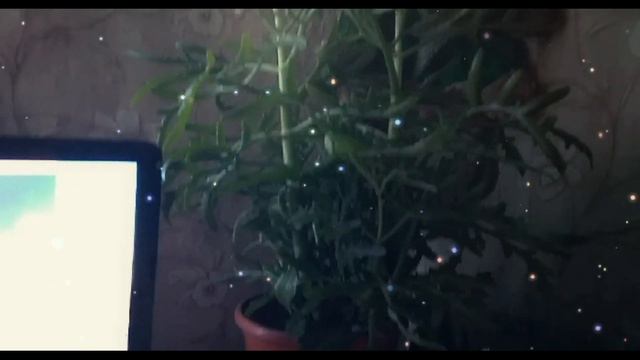 В доме лето, за окном зима смотреть онлайн