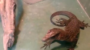 Рептилия продолжение 3