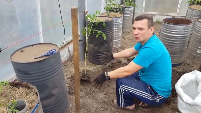 Как я выращиваю помидоры в бочках (часть1) смотреть онлайн