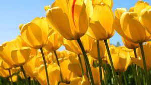 Джек и бобовое дерево.