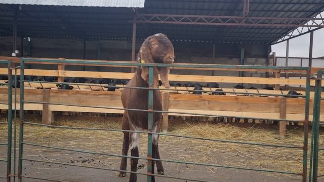 Забронирован в Московскую обл #макачини #козёл #козел #козы #шами смотреть онлайн