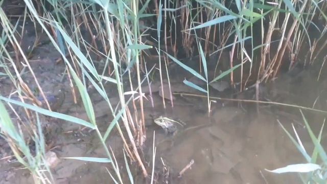 17.06.2022 РЫБАЛКА на КАРАСЯ на СЛАДКУЮ КУКУРУЗУ!NRG fishing смотреть онлайн