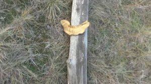 МА ПП 91 КЕДР стрельба в кевлар