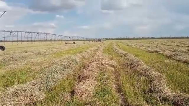 Ворошим суданку   , солнечными граблями смотреть онлайн