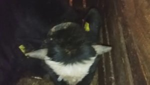 ВЕС ГОДОВАЛОГО БЫКА // ДЕЛАЮ ЗАМЕРЫ // ВОТ ЧТО ПОЛУЧИЛОСЬ