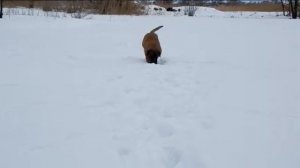 бульмастифы на прогулки