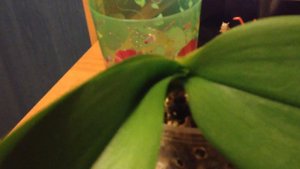 орхидея в стекле,орхидея без листьев, точка роста повреждена. обзор реанимашек.