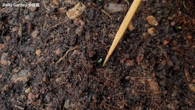 Petunia flower | How to grow petunias from seeds смотреть онлайн