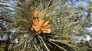 Цветение сосны