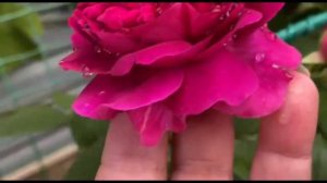 Розы Манстед Вуд, Дама Джуди Денч, Джуд зе Обскур, Леди оф Шалот!