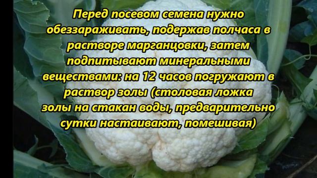 Как вырастить цветную капусту смотреть онлайн