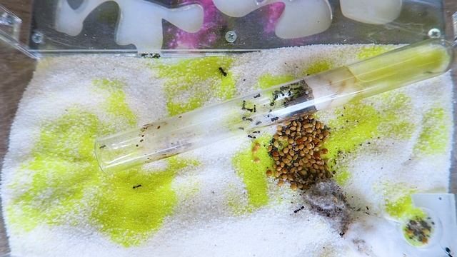 ПОСЫЛКА С МУРАВЬЯМИ! ЗАСЕЛЕНИЕ МУРАВЬЕВ В НОВЫЙ ДОМ! смотреть онлайн