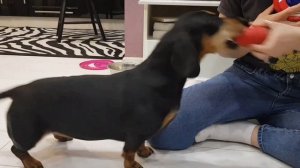 Обзор игрушки Kong Classic от ветеринарного специалиста