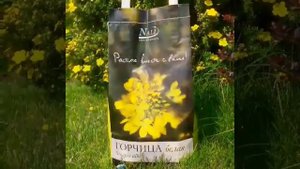 ...Лапчатка кустарниковая "Голдфингер"/Potentilla fruticosa "Goldfinger"/Времена Года
