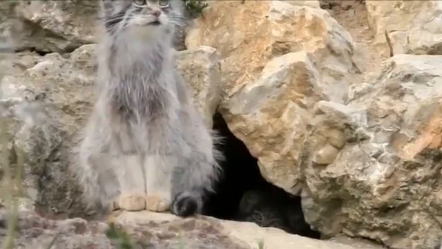 Кот Манул смотреть онлайн