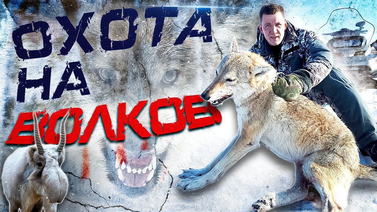 охота на волков!ДОБЫЛИ 5 ВОЛКОВ!!! Wolfsjagd смотреть онлайн