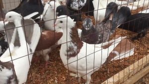 Голубиный рынок Баку ( Сабунчу ). 13.03.2022  #ГолубиБаку