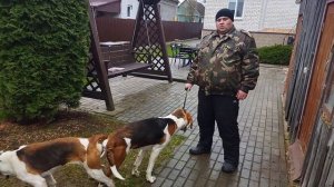 Русско-пегие гончие/ вязка выжловки
