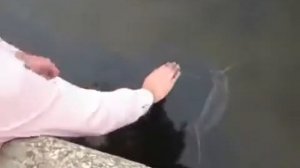 Сомы в чернобыле - видео - смотреть