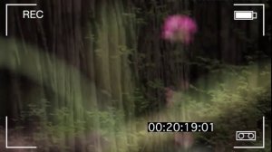 Экологическая проблема как глобальная проблема современности