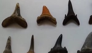 Зубы древних акул разные по цвету