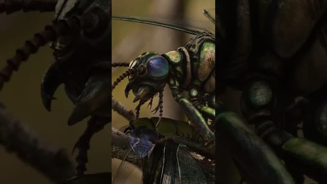 Самое опасное насекомое в истории Земли смотреть онлайн