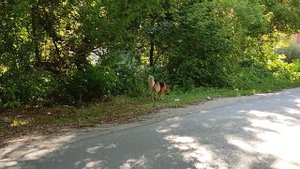 Собачья жизнь. Из жизни больших бродячих собак.