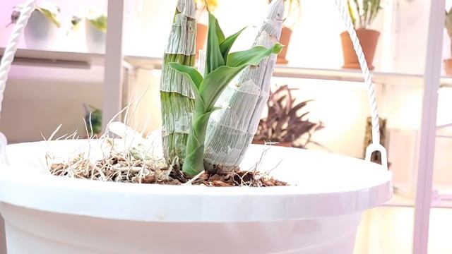 Орхидеи Ответы на вопросы смотреть онлайн