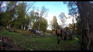 Валка деревьев с оттяжкой
