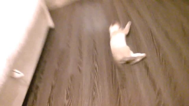 Кот ленивый - пол чистый смотреть онлайн