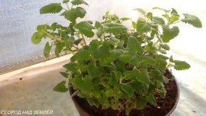 МЯТА НА ПОДОКОННИКЕ.