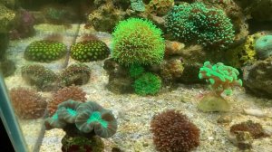Почему в моем морском аквариуме завышенная карбонатная жесткость (KH).