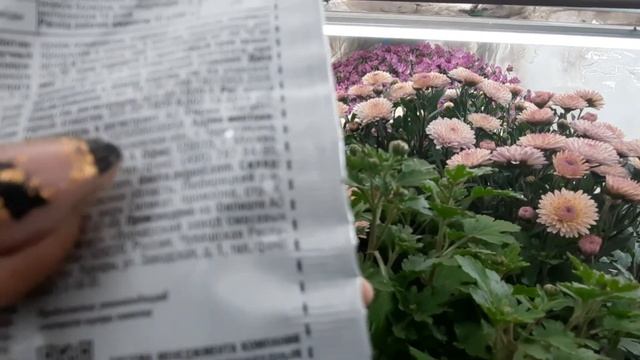 Обработка хризантем перед зимой. Результат от табачной шашки смотреть онлайн