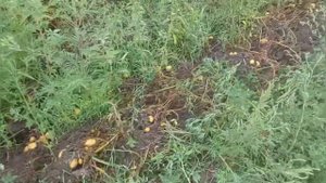 Урожай картофеля 2021 сорт Коломбо