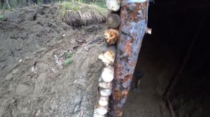 Землянка в лесу  / Продолжение строительства #6