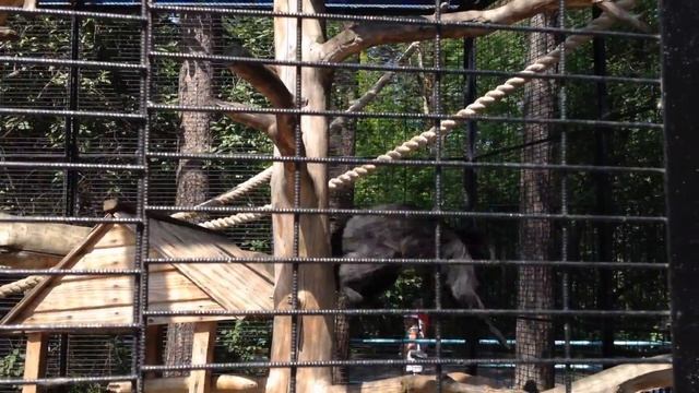 Смешные обезьяны Новосибирский зоопарк.Funny monkey.Интересное видео про животных. смотреть онлайн