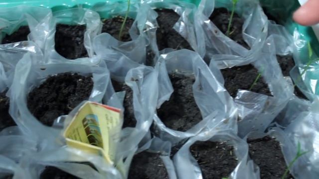 Новый способ посадки помидор, баклажан и перца на рассаду. смотреть онлайн