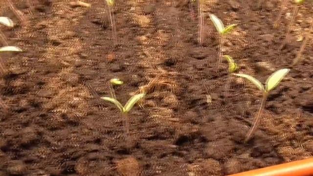 Проверяю всхожесть томатов. Ольга Чернова. смотреть онлайн