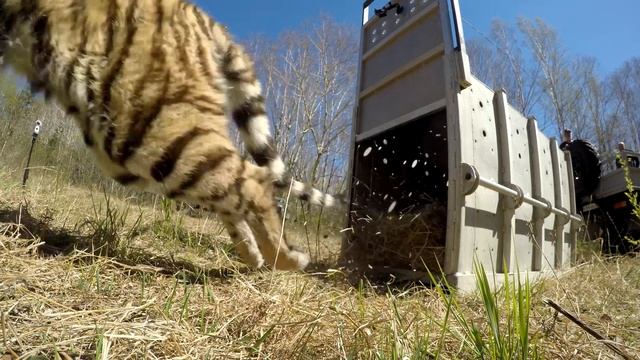 Тигрица Санда вернулась в дикую природу смотреть онлайн