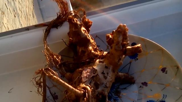 Мощное корневище Золотого корня сушим на зиму смотреть онлайн