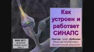 Вячеслав Альбертович Дубынин, биофак МГУ
Химия мозга, Лекция № 3: Что такое синапс. Нейромедиаторы