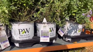 FALL PLANT SHOPPING AT LOWES | HOUSEPLANTS | MUMS | BEDDING PLANTS