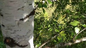 ПОСТРОЙКА ДОМИКА НА ДЕРЕВЕ? [2 ЧАСТЬ] НОВЫЙ ДОМИК?